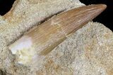 Fossil Plesiosaur (Zarafasaura) Tooth In Sandstone - Morocco #70301-1